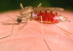 Rimedi contro le zanzare: soluzioni fai da te contro il prurito