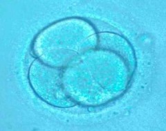 scambio embrioni