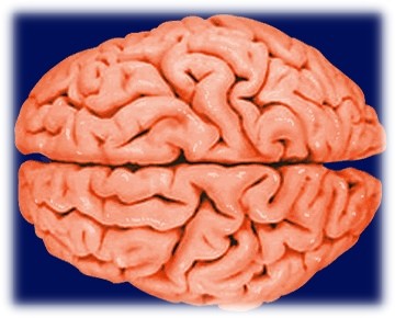 cervello in 3D