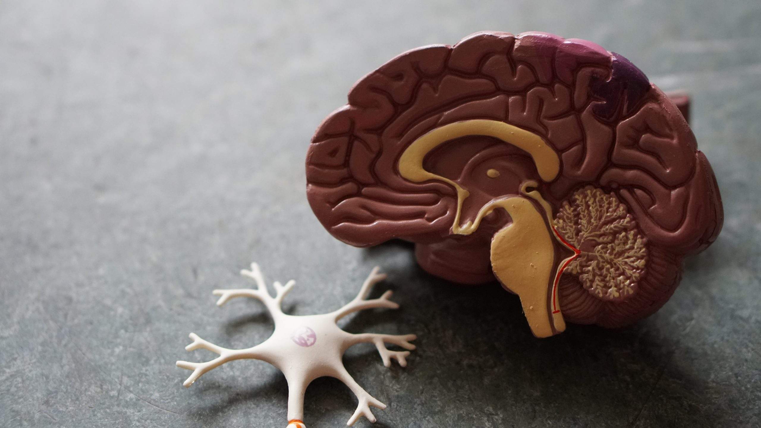 Un cervello allenato accelera l’Alzheimer
