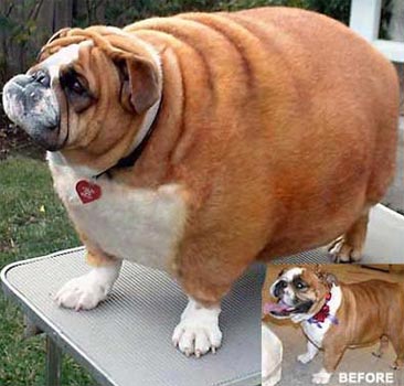 Animali domestici obesi: occhio al peso
