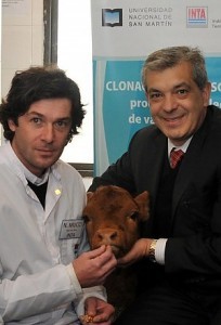 Rosita: la mucca argentina che produce latte umano