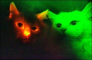 Gatti fluorescenti con gene di medusa