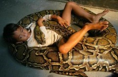 Serpente nella culla: bimbo lo uccide a morsi