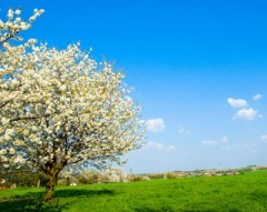 Equinozio di primavera: storia e curiosità