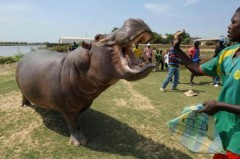Ragazzo sbranato da un ippopotamo