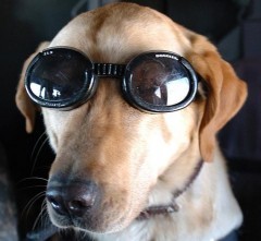 Tassa sui cani: è rivolta