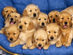 Cani abbandonati: campagna del Ministero della Salute
