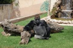 Zoosafari: si trasferisce a Ravenna