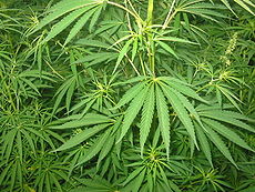 Cannabis Cannabis: no all'uso voluttuario, prudenza in campo medico