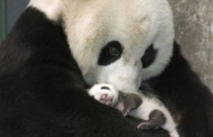 Panda nato allo zoo di Tokyo: è morto di polmonite