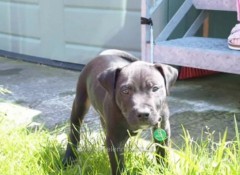 Lennox Belfast: cane giustiziato, domani manifestazione a Roma