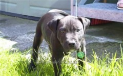 Lennox: cane giustiziato, qualcuno a Belfast spera ancora