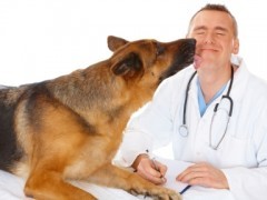 Test d'ingresso Veterinaria 2012: simulazione e domande anni precedenti