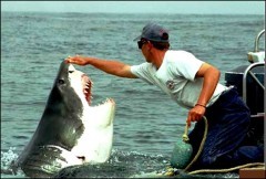 california squalo California squalo: video, donna attaccata a Santa Barbara