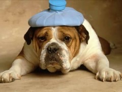 Influenza Influenza 2012: nuovo termometro per misurare la febbre