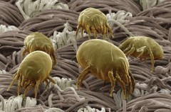 acari Acari della polvere: allergia, sintomi, rimedi e consigli
