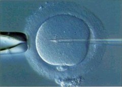 Fecondazione assistita, testosterone elemento chiave