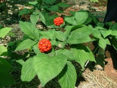Viagra-addio-una-tavoletta-di-Ginseng-potrebbe-curare-la-disfunzione-erettile Ginseng e Viagra: possono avere la stessa efficacia