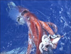 Video calamaro gigante: immagini YouTube