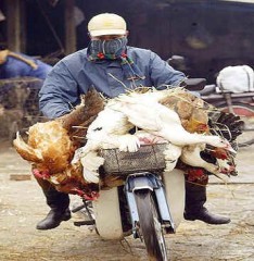 aviaria-influenza-cina Aviaria: allarme contagio in Cina. Paura in Europa