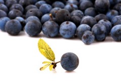 Bacche di Acai: proprietà e benefici integratori dimagranti