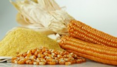Celiachia: una proteina svela se siamo a rischio