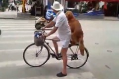 dog_bike