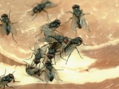 Ronzio nell'orecchio e mal di tesa: ragazza aveva larve di mosca nella testa