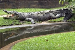 Australia: ragazzo sbranato da un coccodrillo