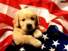 Tumori: cani americani fiutano e diagnosticano il cancro