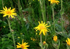 Arnica Montana: rimedio naturale, proprietà contro traumi fisici, paure e ansie