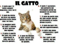 Gatti: il loro cervello è superiore a quello dei cani