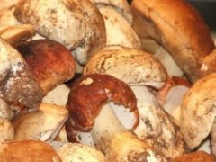 funghi