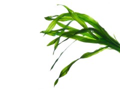 alga wakame