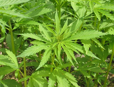 Sterilità: la cannabis riduce forma e dimensioni degli spermatozoi