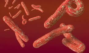 allarme ebola in italia