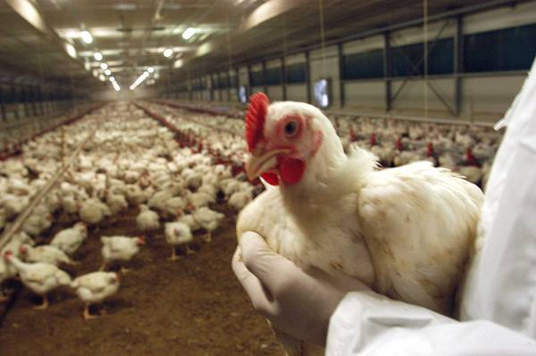 Influenza aviaria: Giappone abbatte 42mila polli malati
