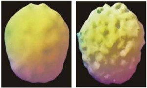 alcol modifica il cervello dei giovani