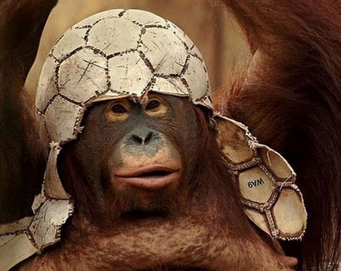 una buffa scimmia con in testa un pallone da calcio rotto