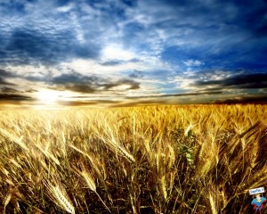 grano duro