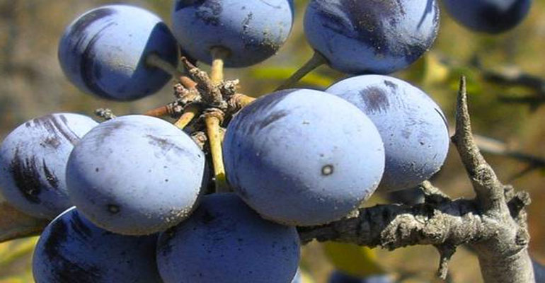 Prunus del Molise