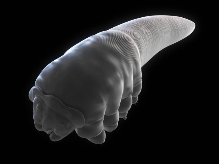 acari migliaia sulla nostra faccia