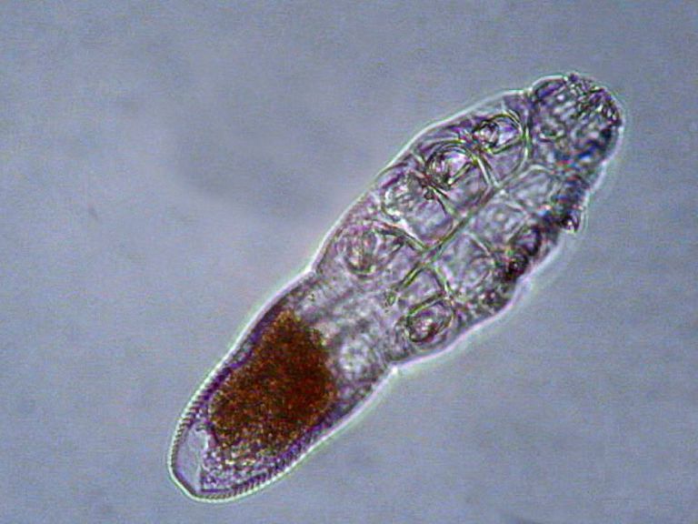 acari migliaia sulla nostra faccia