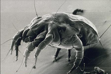 acari migliaia sulla nostra faccia