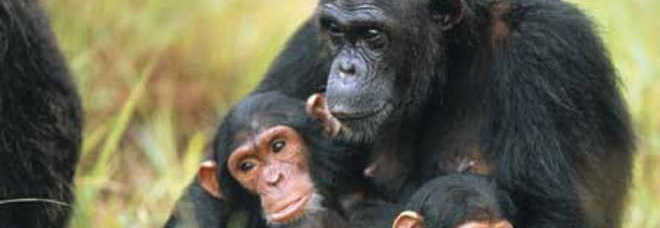 Gli scimpanzè africano amano l'alcol come l'uomo