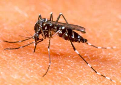 Siaaic, allergia dell'estate: punture insetti colpiscono un italiano su cinque