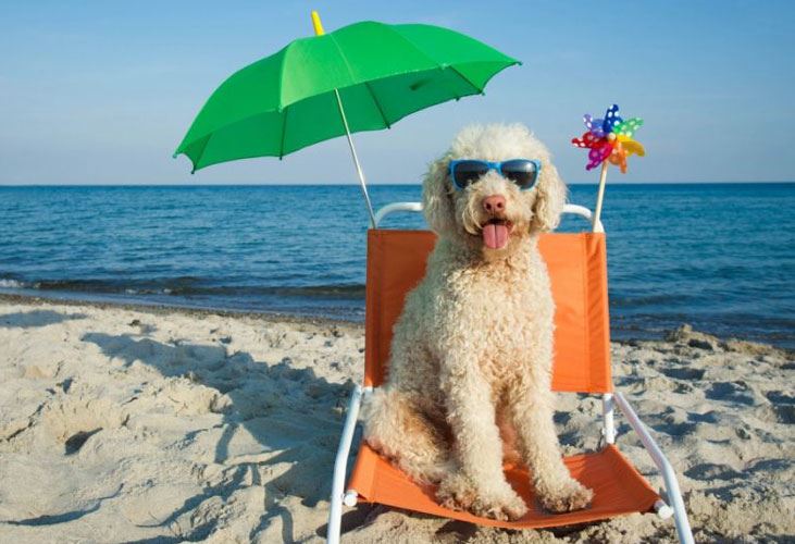 Spiagge per cani: ecco dove portare il vostro amico a 4 zampe
