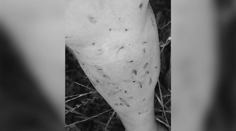 Uomo con gamba insanguinata per i morsi di zanzare: emergenza in Croazia