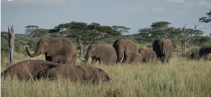 Incredibile in Africa: elefanti celebrano funerale per compagno appena morto